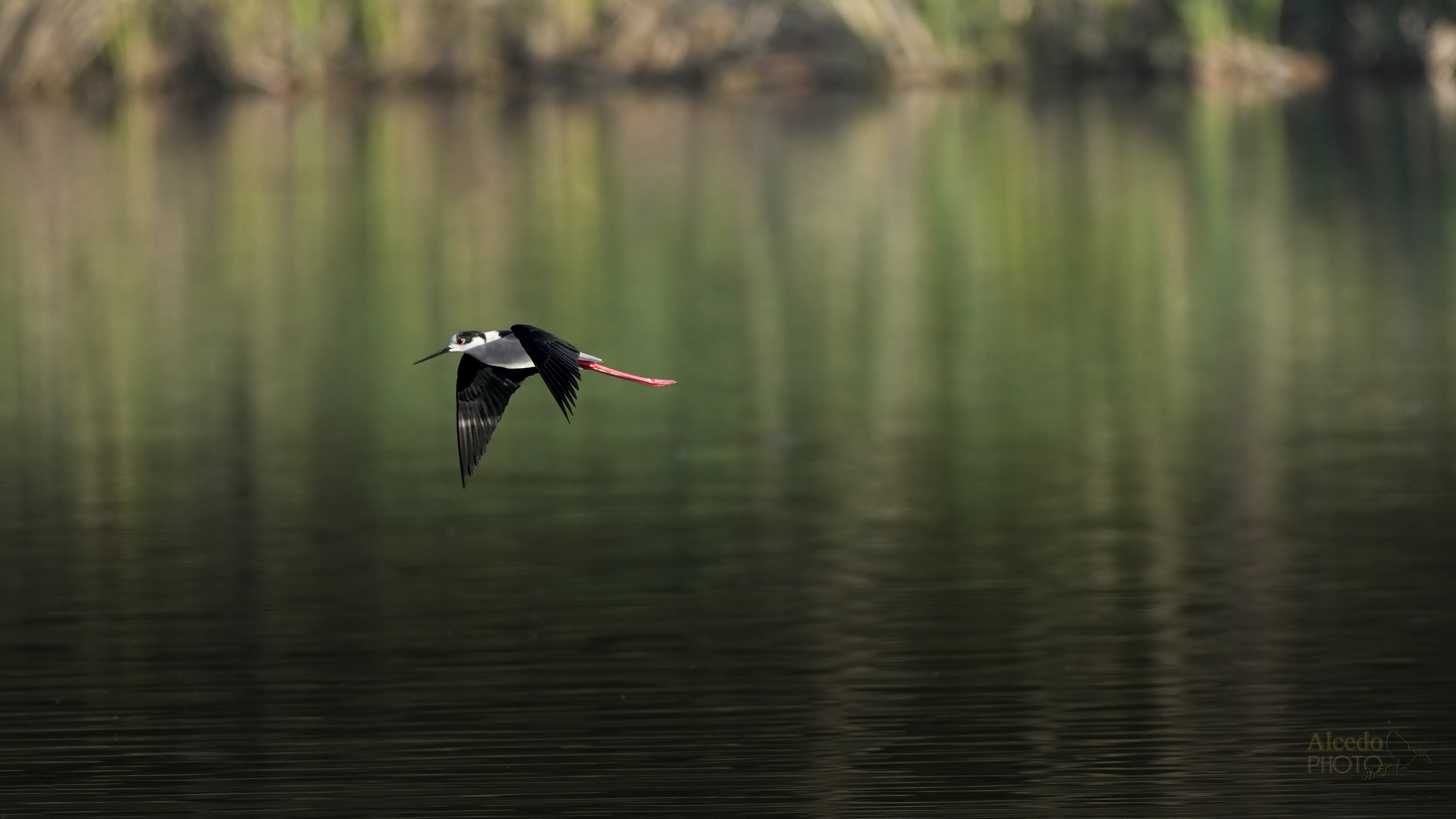 Cavaliere sull'acqua