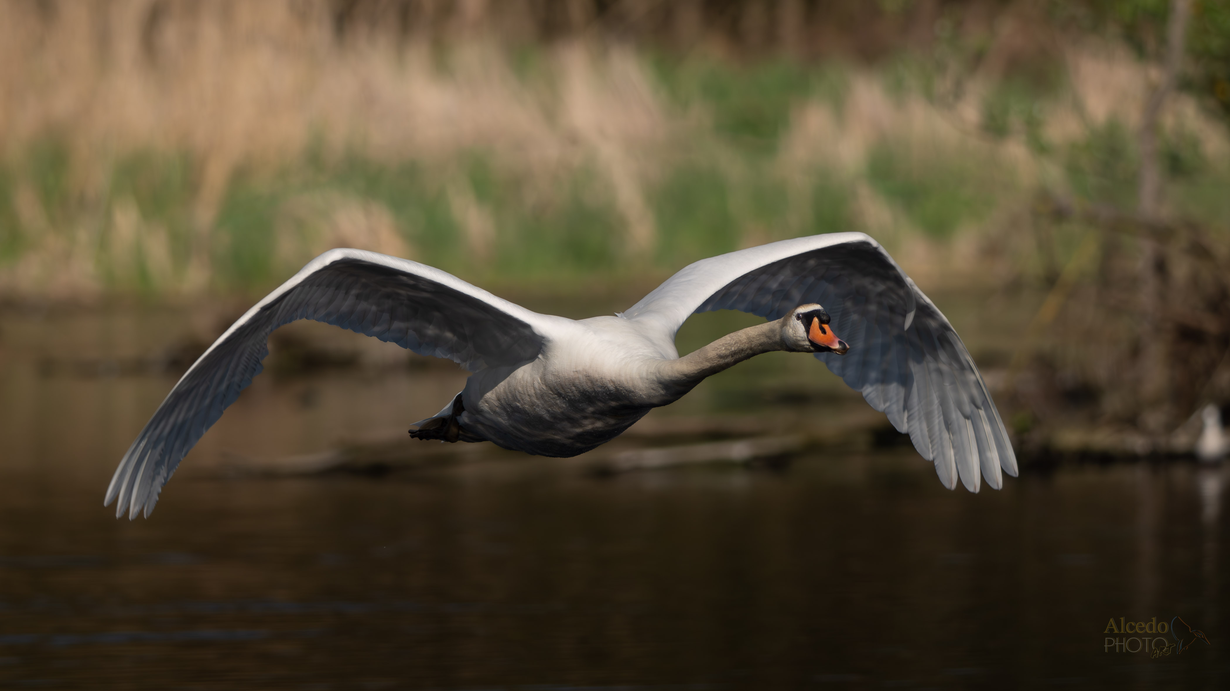 Cigno