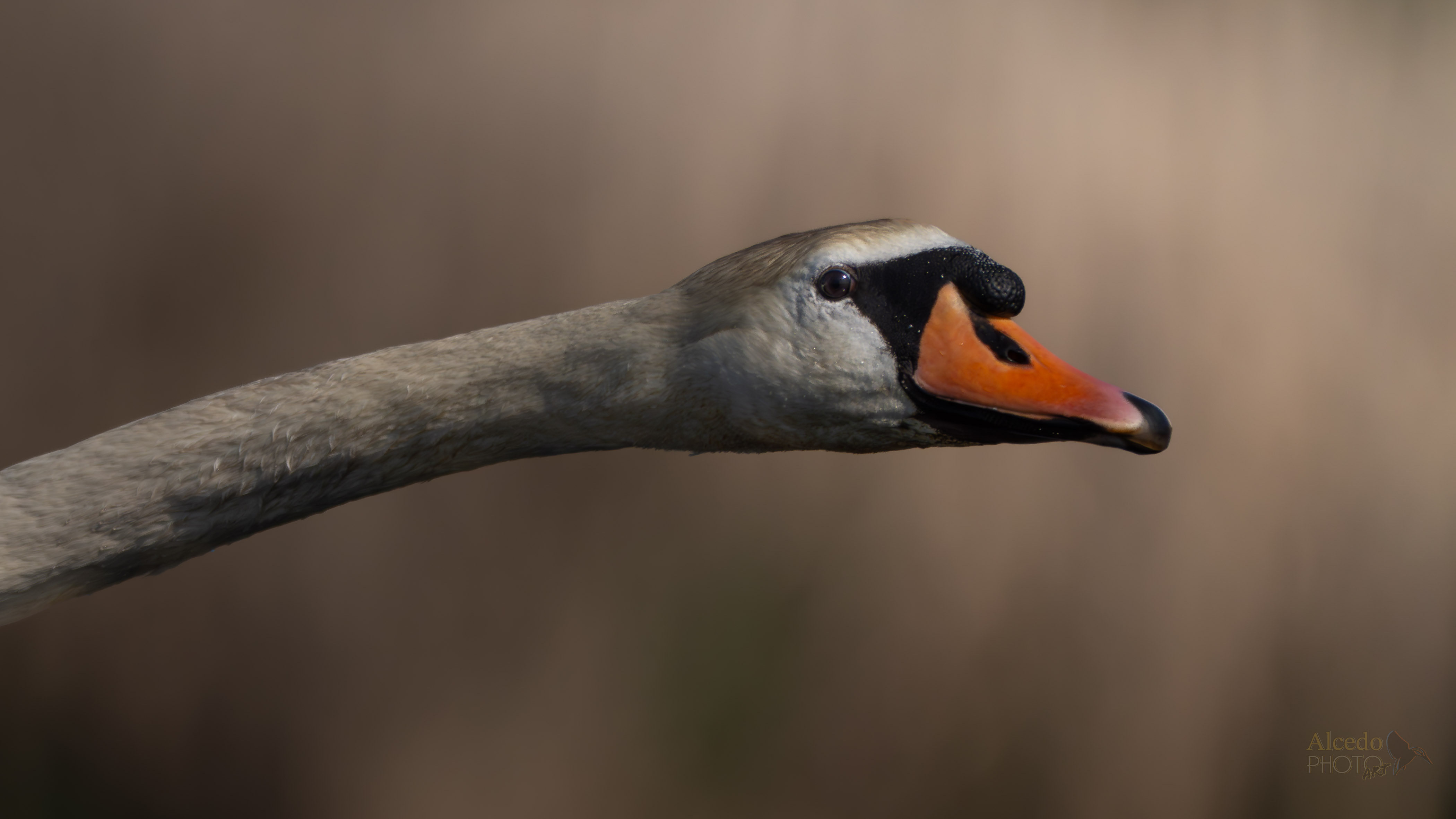 Cigno reale in volo, close up