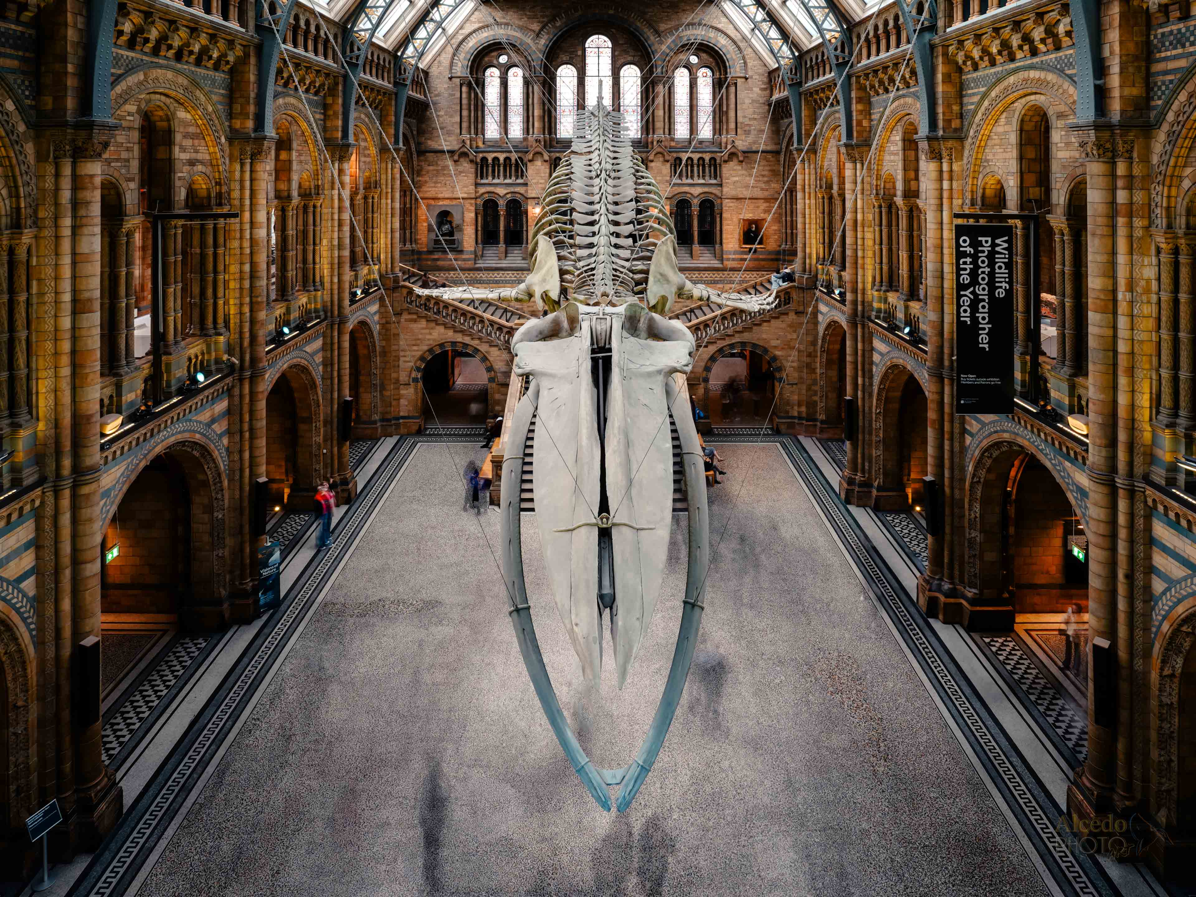 Hope, Natural History Museum