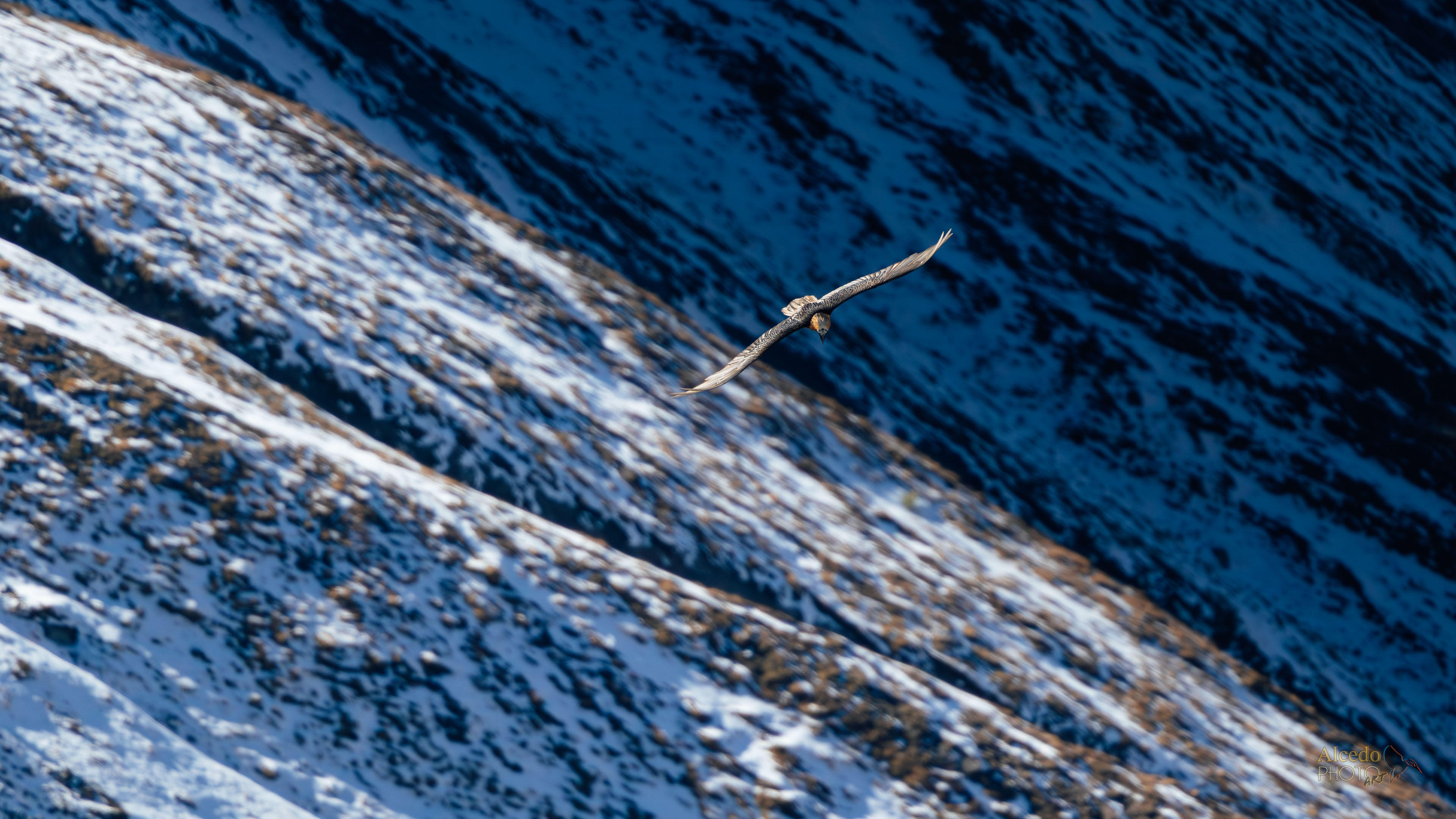 Gipeto sullo Stelvio